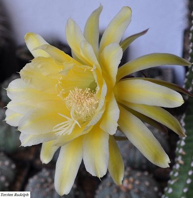 trichocereus-hybride 055.JPG