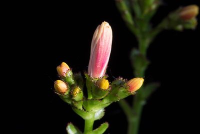 Lewisia cotyledon ssp. purdyi c WB20160512 191830.jpg