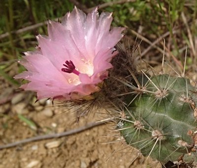DSC_0087a.jpg