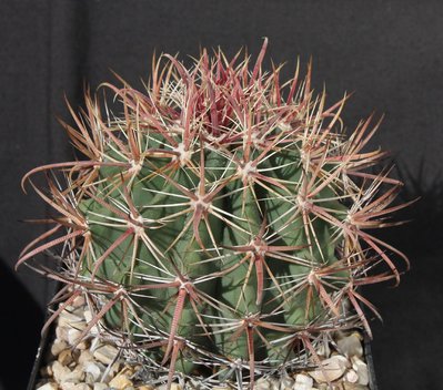 4550_Feroc_tiburonensis_6109-a.jpg