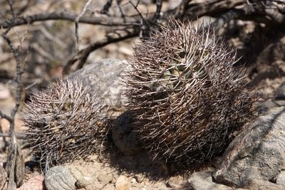 DSC03431.JPG (160.23 KiB) 12526 mal betrachtet Acanthocalycium thionanthum RB3156 - 7 km nordwestl. Amaicha del Valle, Tucuman 1845m