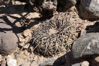 DSC03434.JPG (161.56 KiB) 13097 mal betrachtet Gymnocalycium spegazzinii RB3157 - 7 km nordwestl. Amaicha del Valle, Tucuman 1845m
