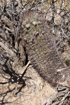 DSC03437.JPG (196.14 KiB) 13088 mal betrachtet Acanthocalycium thionanthum RB3156 - 7 km nordwestl. Amaicha del Valle, Tucuman 1845m