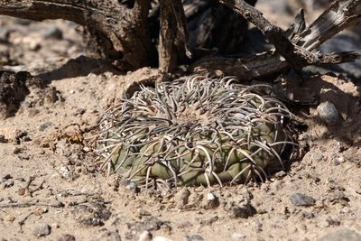 DSC03440.JPG (161.54 KiB) 13097 mal betrachtet Gymnocalycium spegazzinii RB3157 - 7 km nordwestl. Amaicha del Valle, Tucuman 1845m