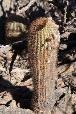DSC03451.JPG (143.99 KiB) 13088 mal betrachtet Acanthocalycium thionanthum brevispinum RB3159 - RN40 Grenze Tucuman-Salta, Tucuman 1680m