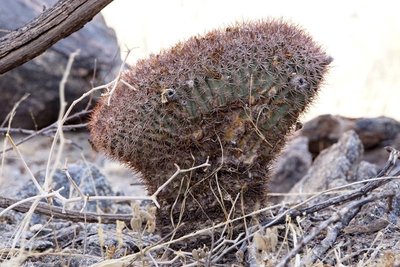 DSC03459.JPG (152.3 KiB) 12526 mal betrachtet Acanthocalycium thionanthum brevispinum RB3159 - RN40 Grenze Tucuman-Salta, Tucuman 1680m