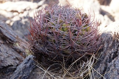 DSC03465.JPG (151.43 KiB) 13088 mal betrachtet Gymnocalycium saglionis RB3160 - RN40 Grenze Tucuman-Salta, Tucuman 1680m