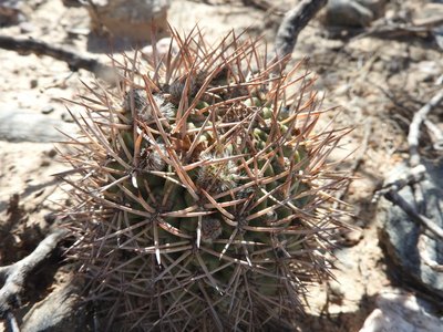 DSCN1632.JPG (143.99 KiB) 13097 mal betrachtet Acanthocalycium thionanthum RB3156 - 7 km nordwestl. Amaicha del Valle, Tucuman 1845m