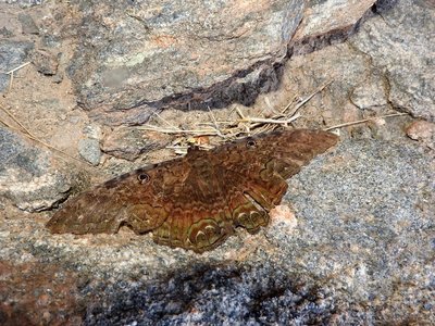 DSCN1649.JPG (214.15 KiB) 12526 mal betrachtet mariposa de la muerte - Ascalapha odorata