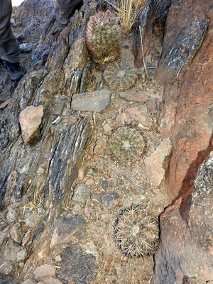 DSCN1653.JPG (194.96 KiB) 12526 mal betrachtet Gymnocalycium spegazzinii RB3158, Acanthocalycium thionanthum brevispinum RB3159 - RN40 Grenze Tucuman-Salta, Tucuman 1680m