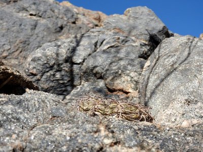 DSCN1658.JPG (134.7 KiB) 12526 mal betrachtet Gymnocalycium spegazzinii RB3158 - RN40 Grenze Tucuman-Salta, Tucuman 1680m