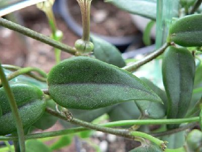 C. africana ssp. barklyi Blatt.JPG