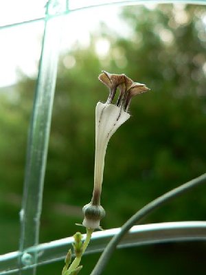 C. rendallii.JPG
