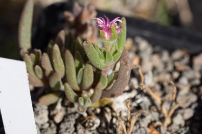 WB20160908 145933, Delosperma, spec. -.jpg