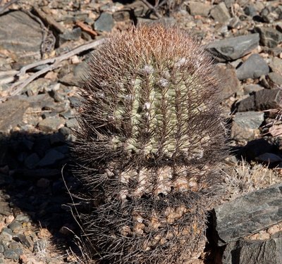 DSC03485.JPG (247.91 KiB) 12282 mal betrachtet Acanthocalycium thionanthum RB3161 - Quebrada de las Conchas - 15 km östl. Cafayate, Salta 1563m