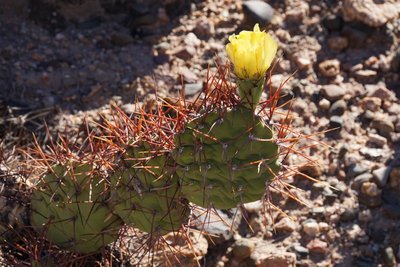 DSC03492.JPG (141.95 KiB) 11720 mal betrachtet Opuntia sulphurea RB3163