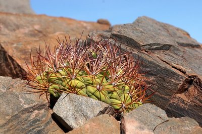 DSC03505.JPG (148.59 KiB) 12282 mal betrachtet Gymnocalycium saglionis RB3164
