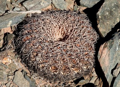 DSCN1676.JPG (233.53 KiB) 12291 mal betrachtet Gymnocalycium spegazzinii punillense RB3162