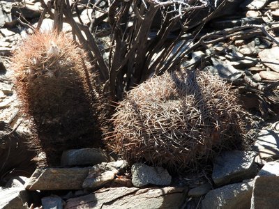 DSCN1682.JPG (185.66 KiB) 12282 mal betrachtet Acanthocalycium thionanthum RB3161 mit Gymnocalycium spegazzinii punillense RB3162