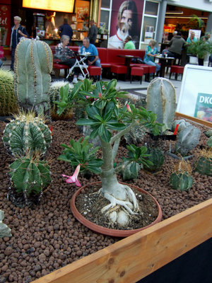 DSCF5408a.JPG