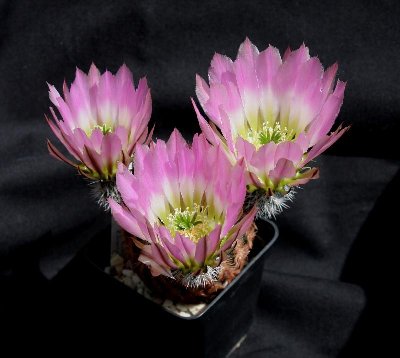 Echinocer_pectinatus_6675.jpg