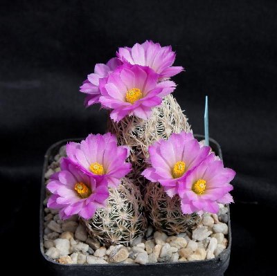 Escobaria minima_6759.jpg