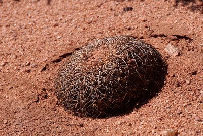 DSC03532.JPG (219.15 KiB) 11649 mal betrachtet Gymnocalycium spegazzinii punillense RB3165 - Quebrada de las Conchas - Los Colorados, Salta 1550m