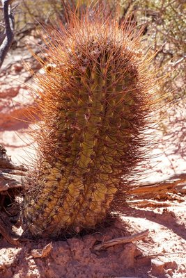 DSC03541.JPG (227.99 KiB) 11649 mal betrachtet Echinopsis leucantha RB3166 - Quebrada de las Conchas - Los Colorados, Salta 1550m