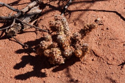 DSC03546.JPG (218.36 KiB) 12220 mal betrachtet Tephrocactus molinensis RB3167 - Quebrada de las Conchas - Los Colorados, Salta 1550m