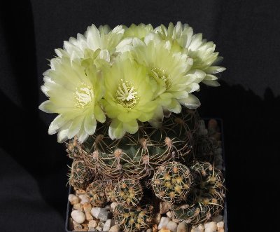 Gymnocal_lleanum_5808.jpg