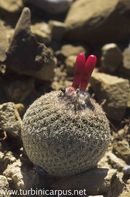 Epithelantha micromeris<br />El Paredon COAH.