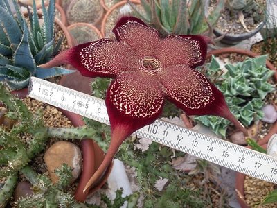 20161011_141110.jpg (260.43 KiB) 20737 mal betrachtet Edithcolea grandis mit Zollstock
