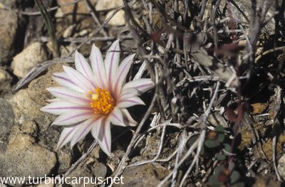 Turbinicarpus schmiedickeanus ssp. panarottoi<br />El Cardón S.L.P.