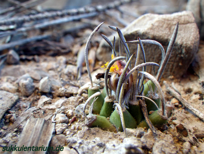 Bild 3.png (364.96 KiB) 11114 mal betrachtet La Perdida, Tam.