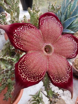 Edithcolea grandis 2016-1c.jpg (300.7 KiB) 18309 mal betrachtet Edithcolea grandis Blüte