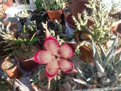 Edithcolea grandis 2016-8.jpg (279.34 KiB) 18323 mal betrachtet Edithcole grandis Blüte, sechs Tage alt