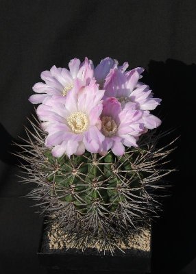 Gymnocal_horridispinum_7203.jpg