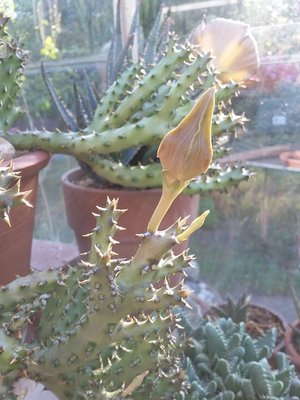 Edithcolea grandis 2016-12.jpg (163.49 KiB) 16505 mal betrachtet Edithcolea grandis, Knospe