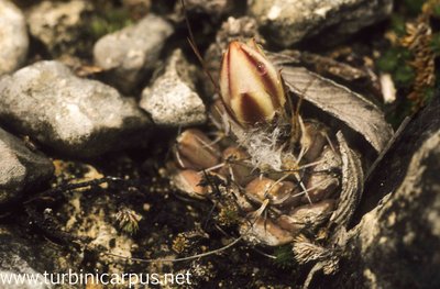 Mexico 93_15_28.jpg (556.84 KiB) 12698 mal betrachtet Turbinicarpus laui<br />Tepozan S.L.P.
