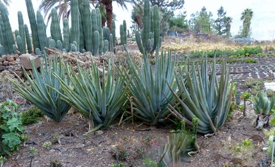 Aloe suzannae (640x388).jpg