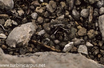 Mexico 92_F08_08.jpg (545.28 KiB) 14132 mal betrachtet Turbinicarpus schmiedickeanus ssp. klinkerianus<br />Microonda Huizache S.L.P.