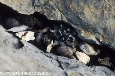 Mexico 92_F08_18.jpg (662.03 KiB) 14132 mal betrachtet Turbinicarpus schmiedickeanus ssp. klinkerianus<br />Microonda Huizache S.L.P.