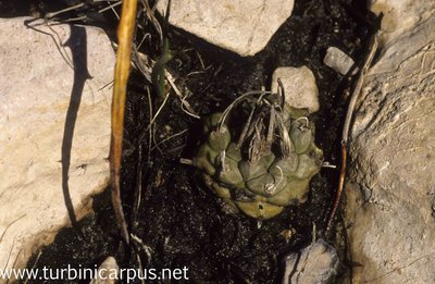 Mexico 92_F09_01.jpg (701.73 KiB) 14132 mal betrachtet Turbinicarpus schmiedickeanus ssp. klinkerianus<br />Charco Blanco S.L.P.