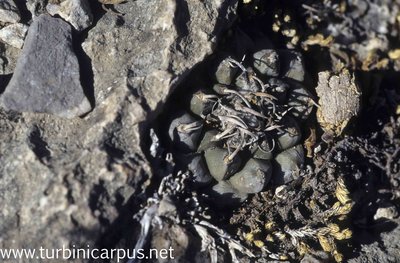 Mexico 96_00_313.jpg (626.54 KiB) 14132 mal betrachtet Turbinicarpus schmiedickeanus ssp. klinkerianus <br />La Noria S.L.P.