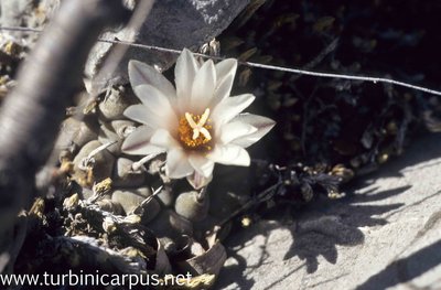 Mexico 96_00_323.jpg (430.96 KiB) 14132 mal betrachtet Turbinicarpus schmiedickeanus ssp. klinkerianus <br />La Noria S.L.P.