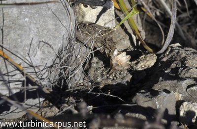 Mexico 96_00_324.jpg (618.8 KiB) 14132 mal betrachtet Turbinicarpus schmiedickeanus ssp. klinkerianus <br />La Noria S.L.P.
