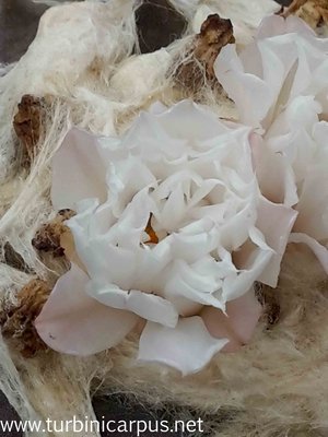 20161019_133956.jpg (202.64 KiB) 12562 mal betrachtet Ariocarpus retusus aff.<br />Las Delicias N.L.