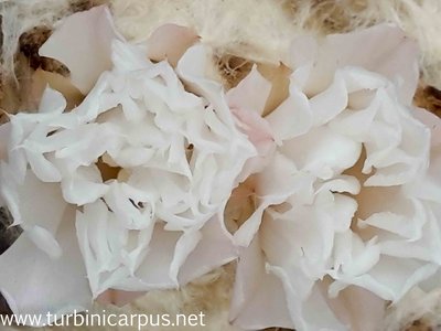 20161019_134010.jpg (149.68 KiB) 12562 mal betrachtet Ariocarpus retusus aff.<br />Las Delicias N.L.