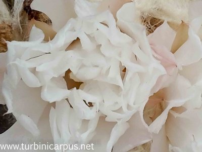 20161019_134037.jpg (153.05 KiB) 12562 mal betrachtet Ariocarpus retusus aff.<br />Las Delicias N.L.