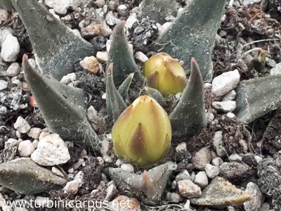 20161019_133236.jpg (360.8 KiB) 10311 mal betrachtet A. trigonus ssp. horacekii<br />nördl. Jaumave TAM.